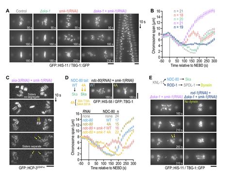 JCellBiol On Twitter Image Shows That The Ndc80 Ska Module Is