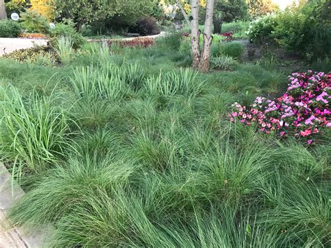 Native Grasses and Sedges: Smart Choices for Better Landscapes ...