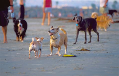 Dog Beach Ocean Beach -Courtesy Brett Shoaf - San Diego Travel Blog