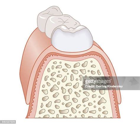 Molar Cross Section Stock Fotos Und Bilder Getty Images