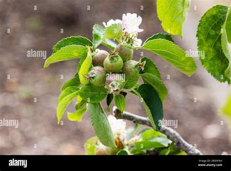 Growing Bramley Apples Hi Res Stock Photography And Images Alamy