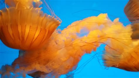 Monterey Bay Aquarium - Active Travel Experiences