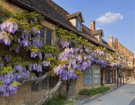 Purple Flowering Wisteria On A Cotswold Stone House Wall In The