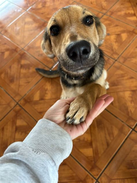 Anuncian nueva jornada de adopción de perros en Curicó Será Noticia