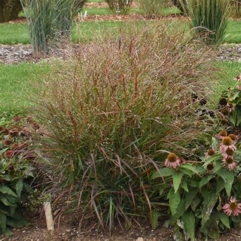 Panicum Virgatum Red Flame Ppaf Perennial Resource