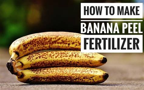 How To Make Banana Peel Fertilizer Benefits And Uses