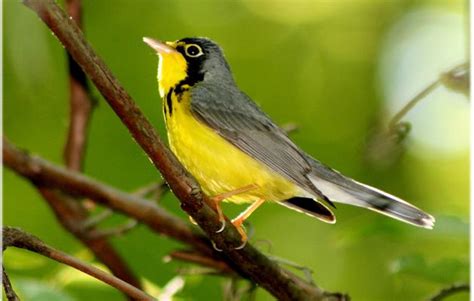 Important Bird Areas | Audubon Maryland-DC