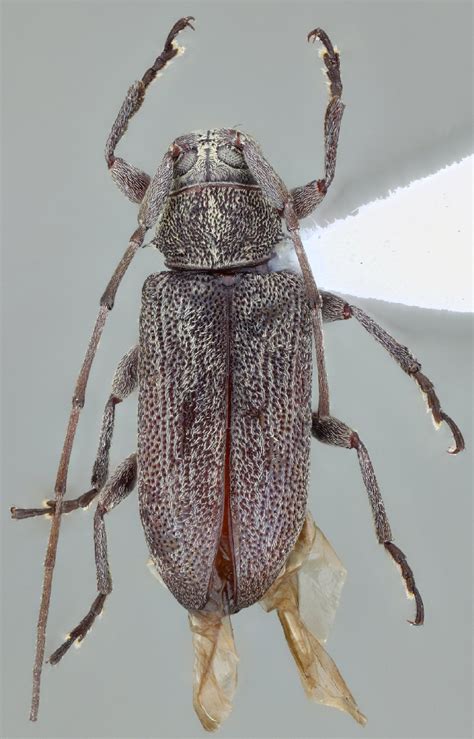 Cerambycidae Species Details