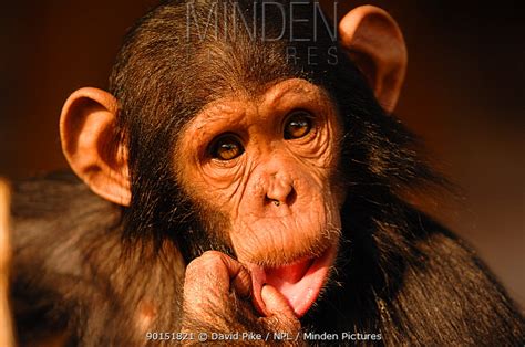 Chimpanzee Stock Photo Minden Pictures