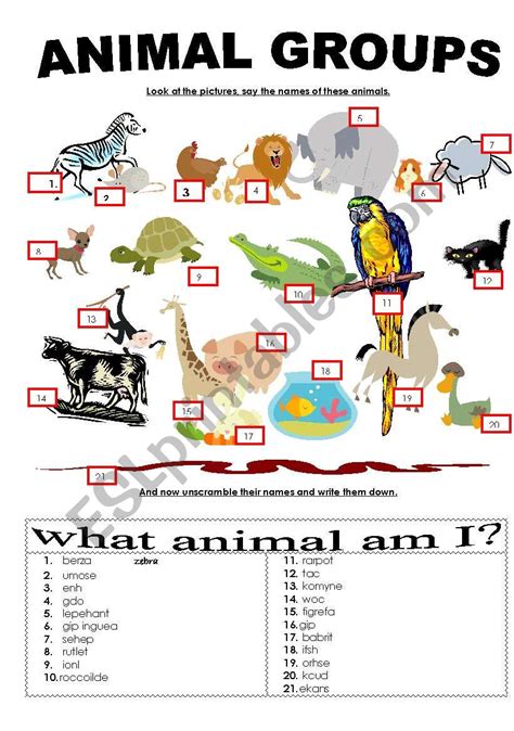 Animal groups - ESL worksheet by kattaszub - Worksheets Library