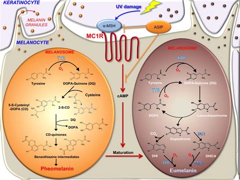 Mc1r Eumelanin And Pheomelanin Their Role In Determining The