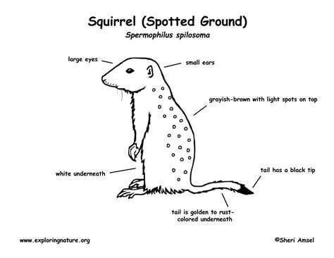 Ground Squirrel (Spotted)