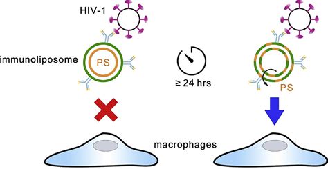 Mempro™ Immunoliposomes Creative Biostructure