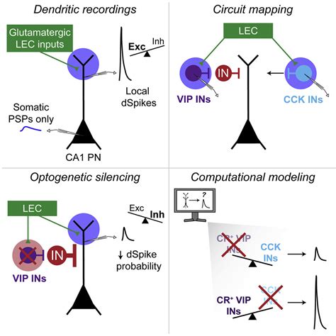 Lateral Entorhinal Cortex Inputs Modulate Hippocampal Dendritic