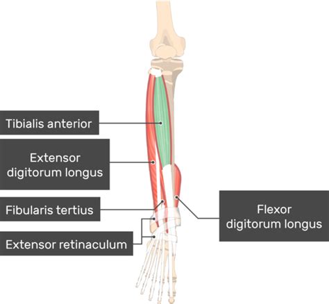 Tibialis Posterior Origin And Insertion