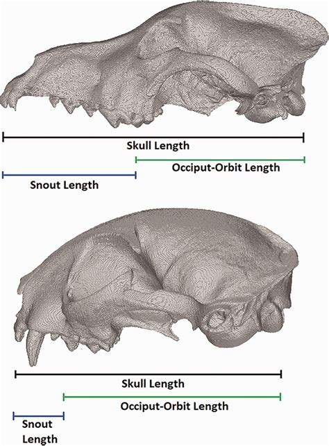 Respiratory and Olfactory Turbinals in Feliform and Caniform Carnivorans: The Influence of Snout ...