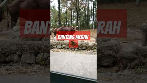 Siap Menyeruduk Banteng Hewanlucu Shorts Youtube