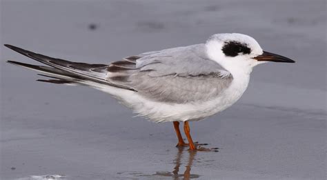 Sterne De Forster2 Forster S Tern Cape Canaveral 201101 Flickr