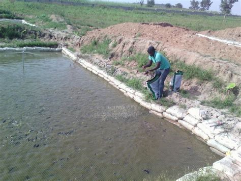 Earthen Pond Construction Fish Pond Pics Agriculture Nigeria