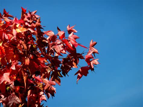 Kostenlose foto Baum Natur Wald Ast blühen Himmel Sonnenlicht