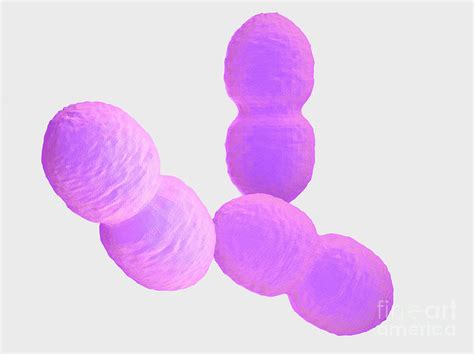 Enterococcus Bacteria Photograph By Sebastian Kaulitzkiscience Photo