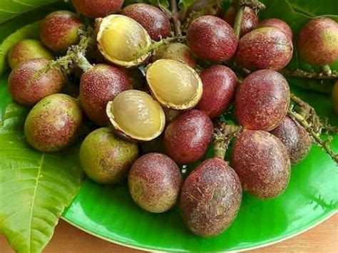 Manfaat Buah Matoa Untuk Kesehatan Kabar Jombang