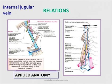 Veins Of Head Andneck Certified Fixed Orthodontic Courses By Indian