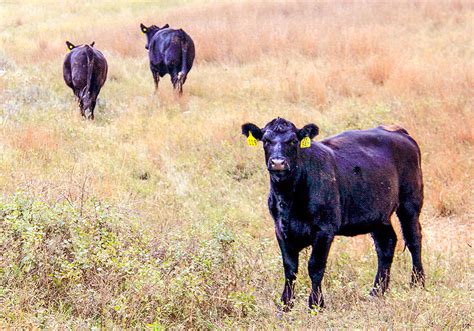 Purple Cow Hss Roadside Cattle In North Dakota From Th Flickr