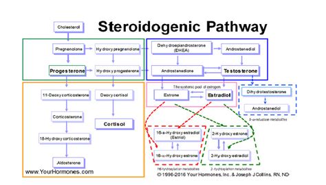 Everything Affects Your Hormones