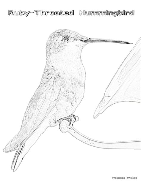 Ruby Throated Hummingbird Coloring Pages at GetDrawings | Free download