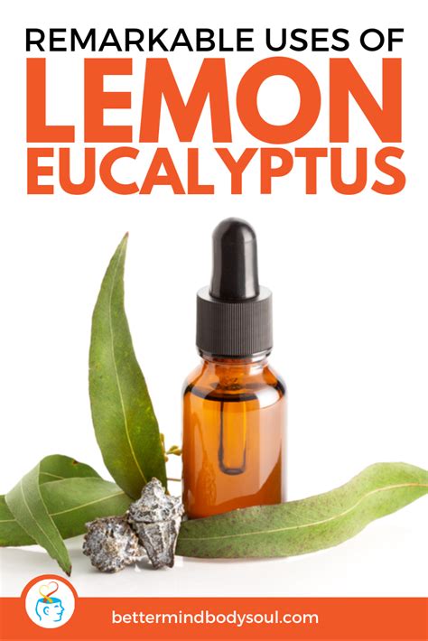 The Many Uses For Lemon Eucalyptus Oil Lemon Eucalyptus Lemon Eucalyptus Oil Lemon