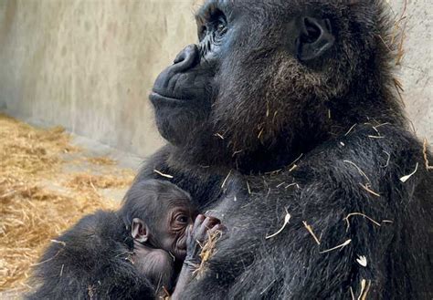 Name The Baby Gorilla - Detroit Zoo