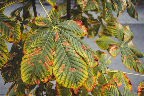 Chestnut Leaves Tree Free Photo On Pixabay Pixabay