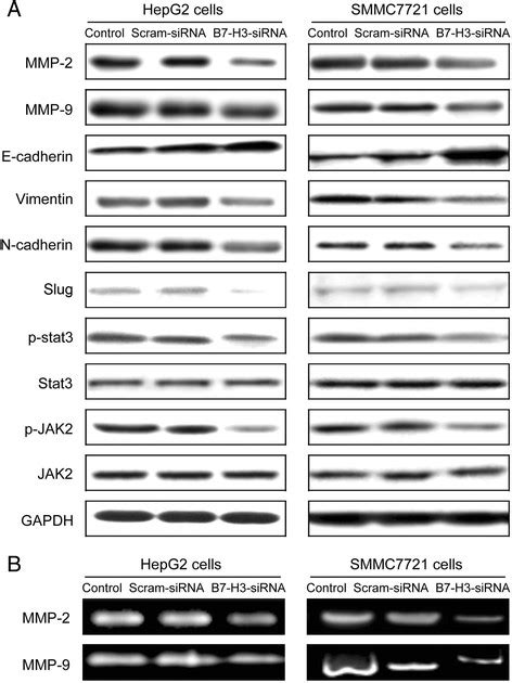 Western Blot Analysis For Protein Levels Of Mmp 2 Mmp 9 E Cadherin Download Scientific