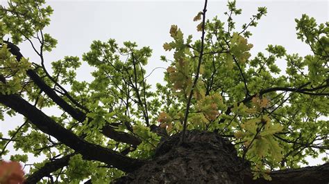 English Oak Quercus Robur Canopy April 2018 Youtube