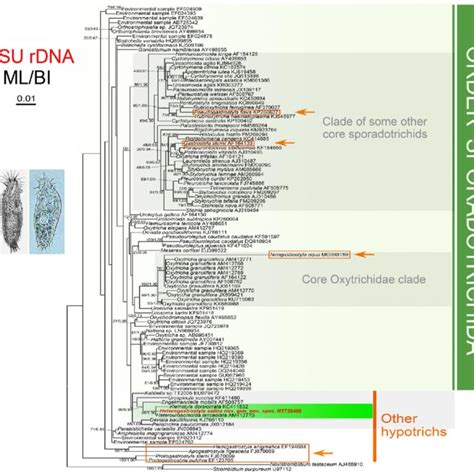 Maximum Likelihood ML Tree Inferred From SSU RDNA Sequences Showing