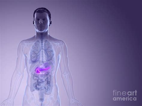 Pancreas Photograph By Sebastian Kaulitzkiscience Photo Library Pixels