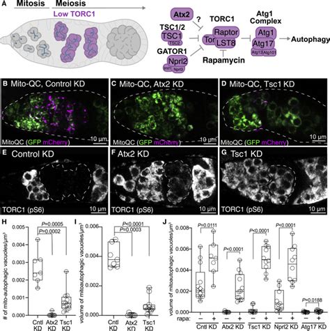 Mitochondrial Dna Quality Control In The Female Germline Requires A