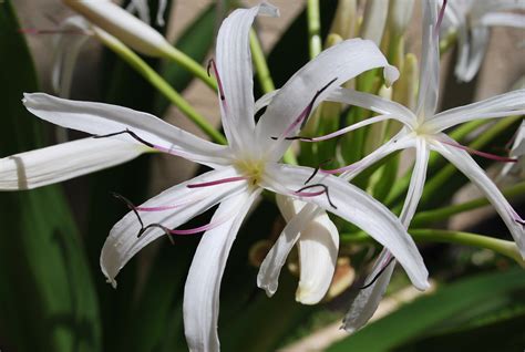 Hilo (Big Island) Wildflowers Gallery - Pompo Properties