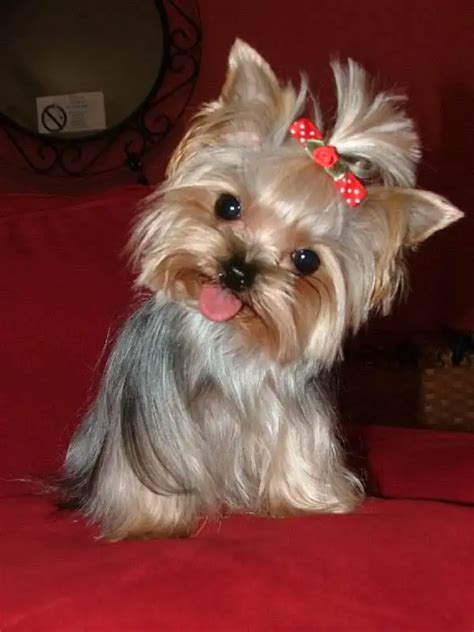 Yorkie Haircuts Pictures - Coolest Yorkshire Terrier Haircuts