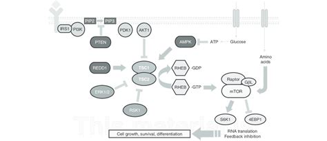 Regulation Of The Mammalian Target Of Rapamycin Mtor By Tuberous