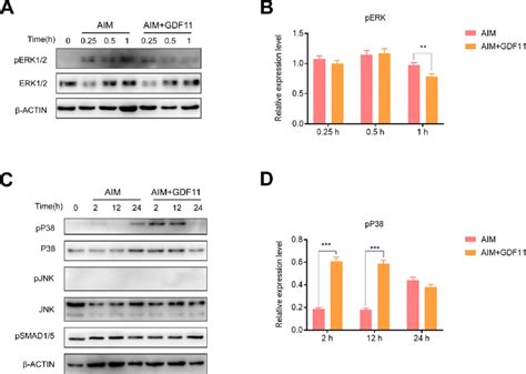 Regulation Of Mapk Signal Pathway And Smad Signal Pathway By Gdf