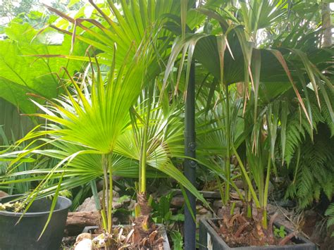 Livistona Decipiens Ribbon Fan Palm In Hatfield Hertfordshire