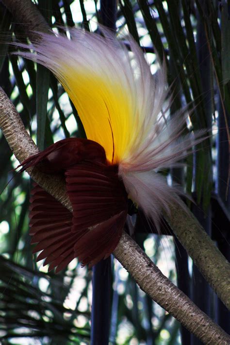 Cool Critters Greater Bird Of Paradise Paradisaea Apoda The