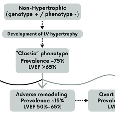 Marons Original Classification Of Hypertrophic Cardiomyopathy By 2d