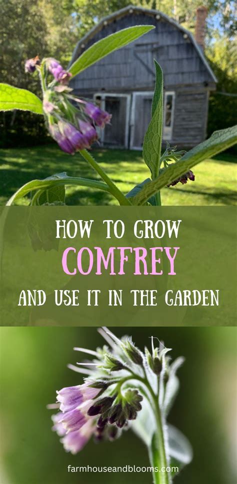 HOW TO GROW COMFREY AND USE IT IN THE GARDEN Medicinal Herbs Garden