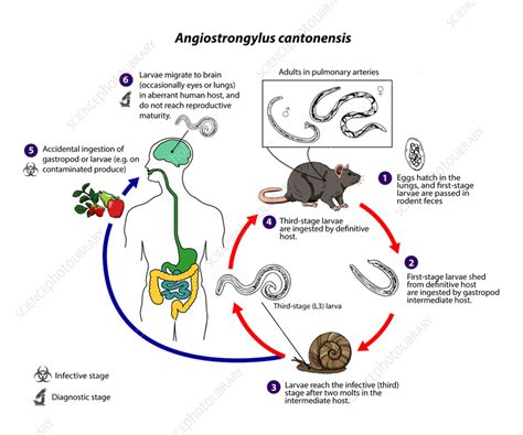 Trichuris Life Cycle