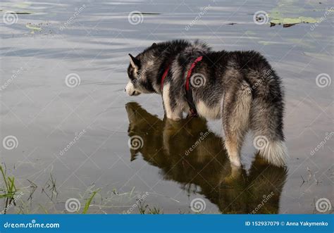 Dog And Its Reflection In The Water Siberian Husky On The Nature Stock