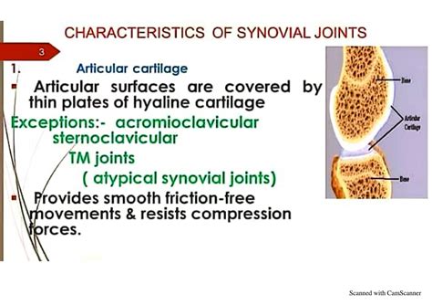 SOLUTION: Synovial joints types with examples - Studypool