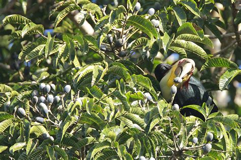 Wreathed Hornbill - มูลนิธิศึกษาวิจัยนกเงือก - Thailand Hornbill ...